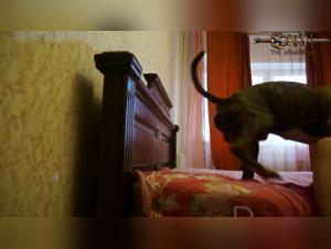 Extreme Bestiality Video: Silvia and Her Adventure with a Dog