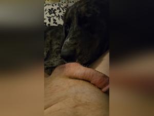 forbidden animal abuse footage