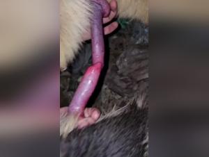 Bestial and exciting encounter with a dog