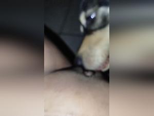 Sexo y cama con perro, Video Porno de mujeres que tienen sexo con su perro