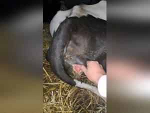 Bestiality sex with a neighbor and her cows