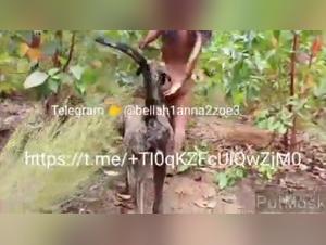 Bestiality video: Woman and her dog in the jungle