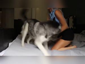 Hot foreplay with a dog