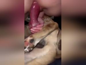 decryptage du concept de bestialzoo en 2024