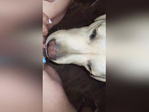 A bestial and intense encounter: Sex video with a dog