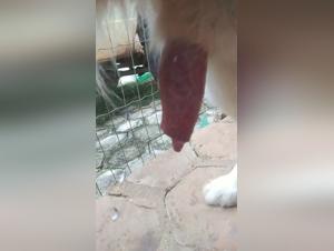 intimate animal porn