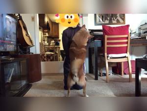 Best Dog Sex Videos Featuring Females