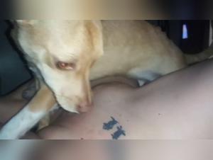 the experimentation of doggy anal in tier pornos