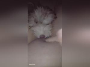 Vidéo de sexe avec un chien : une expérience bestiale choquante