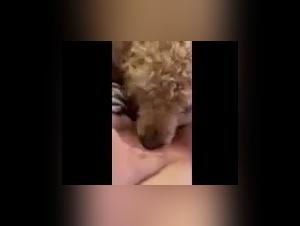 Vidéo de sexe avec un chien