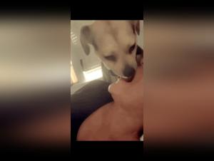 The Animal Liberation Experience: Unlimited Pleasure