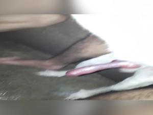 animal fucking kinkcafe