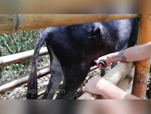 Intimidad Animal: Explorando Limites Prohibidos