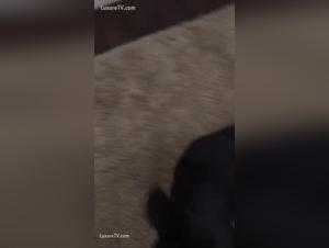 Max and his adventure with a dog