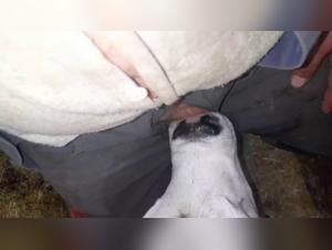 zoophile dog cum videos