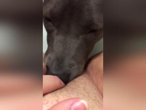 Bestiality sex: an intense experience with a dog