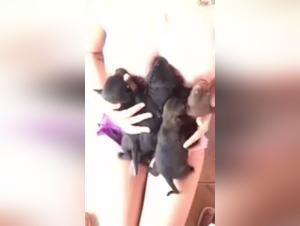 Woman breastfeeding puppies: a unique animal experience