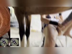 Sex with Horses: A Passion That Fulfills Bestiality Needs