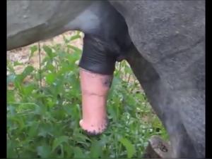 Bestiality sex video: a slut gets fucked by a horse