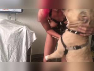 Sex with a massive dog: the art of zooophilia