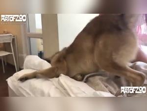 Dog Sex Scenes That Will Make You Laugh - Zoophilic Videos