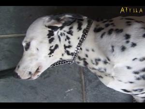 Submissive woman and dog: a shocking bestiality video