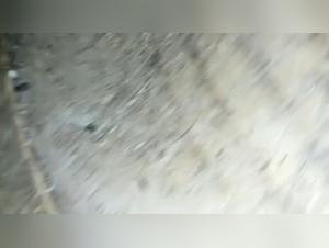 Zoo Porn: Dogs Pleasuring Women in Intense Anal Play