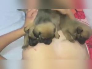 Breastfeeding Puppy - A unique zoophilia video