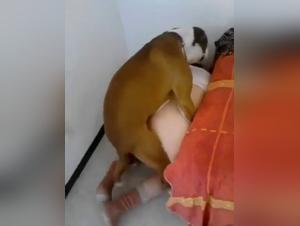 Bestiality: Woman caught in the act with a dog