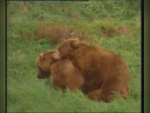 Male bears in the wild: a bestiality video not to be missed