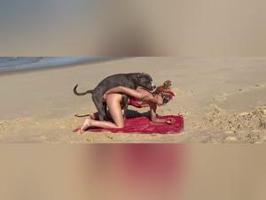 Back to ArtofZoo: An Unforgettable Sex Experience with Dogs