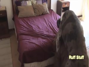 Breathtaking hardcore bestiality sex videos