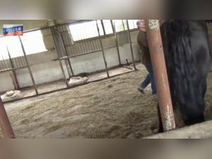 Forbidden Meeting: Woman and Horse