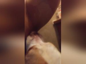 dog porn videos