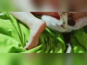 Forbidden Meeting: Woman and Dog