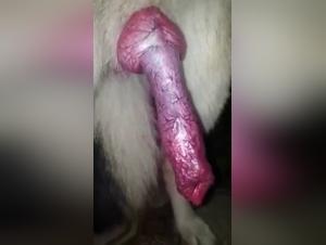 Bestiality sex video: an animal and its red penis