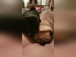 Bestiality videos featuring dogs