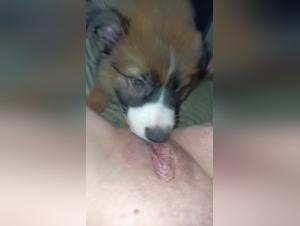 bestiality meaning and videos