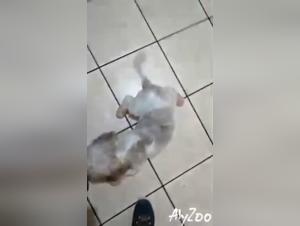 Amateur woman and dog in bestiality video