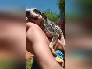 dog sexton in brazilian garden