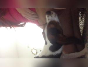 Webcam - An Intimate Experience with a Dog