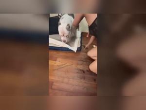 The subservient slave of the dog family: a story of love and pleasure