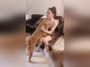 Zoophilia video with a horse: an extreme sexual experience