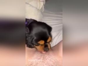 Dog sex video: woman satisfied by dog