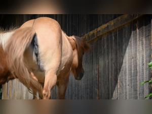 Zoophilia video: horse from behind