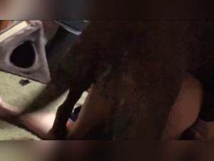 Dog sex video: a woman and her canine companion