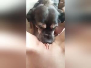 submissive dog licks dog