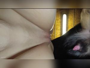 Amateur bestiality videos: discover sex with dogs