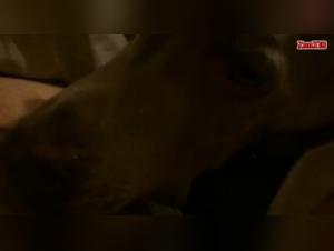 animal fucking zooskool