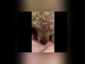 Bestiality: a mother and her dog